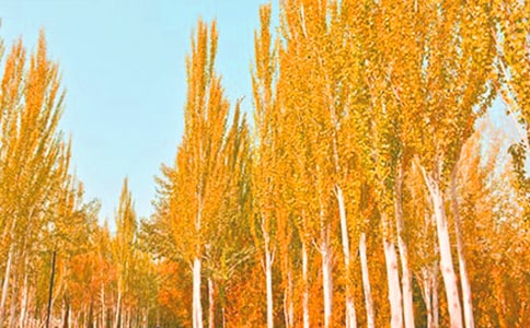 ���ġ������ѧ��˼