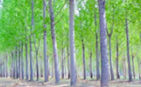 《白杨》语文教学反思