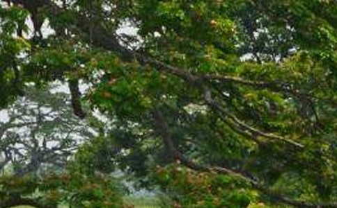 ������̰�����ѡ20ƪ��