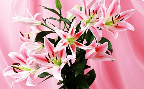 粉色百合花语