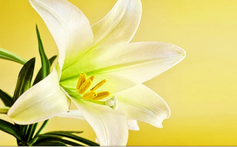 百合花的花语和传说