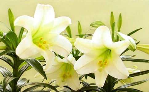 ��ͬƷ�ְٺϻ��Ļ���