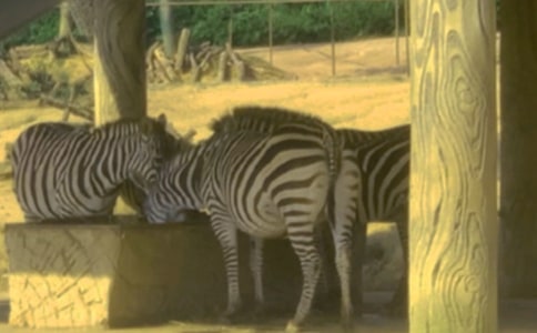 大班美术教案:斑马黑白画