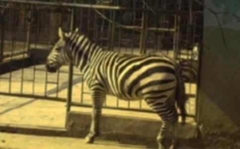 斑马线活动反思