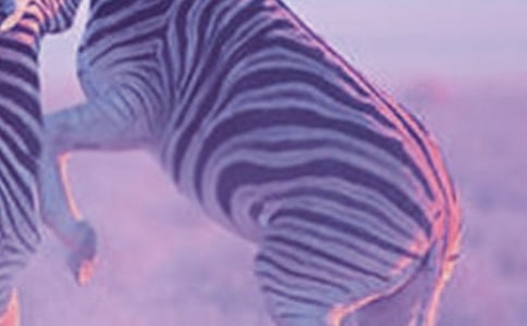 语言 斑马线活动反思