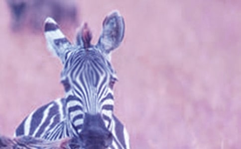 �������߻��˼