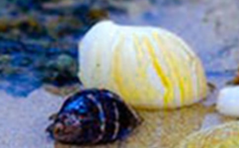 ��С���ǡ��̰�