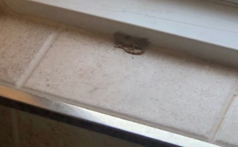 大班语言教案:小壁虎借尾巴6篇