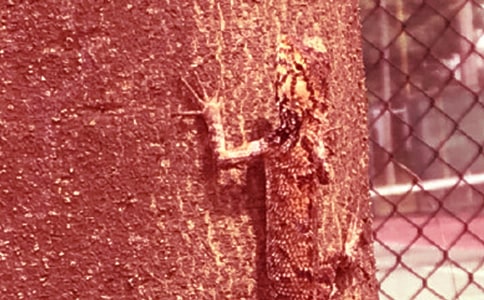 С�ڻ���β������̰�