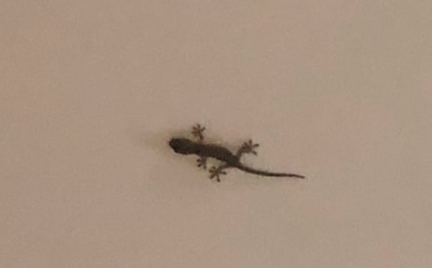 小壁虎借尾巴优秀教案15篇