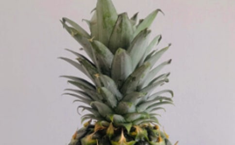 菠萝的功效作用营养价值食用禁忌