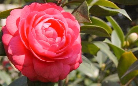 ��ɽ�軨���̰�