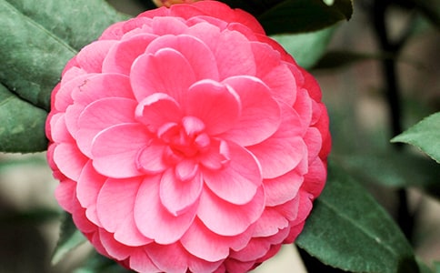 �軨��ֲ����