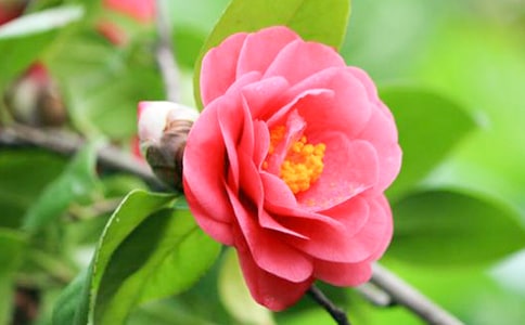 ���ѡ��軨Ʒ��