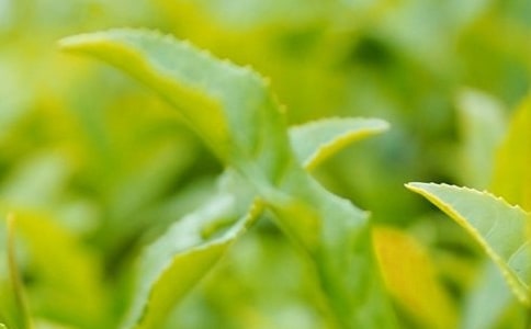 ��Ҷ��Ӫ���ƹ㷽��