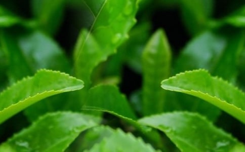 茶田茶叶订购合同