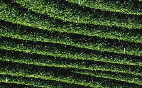 �̰�����ʶ��Ҷ