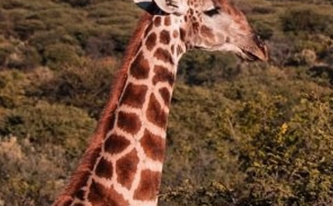 �ɰ��ĳ���¹�̰�