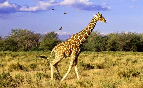 ������¹���̰�