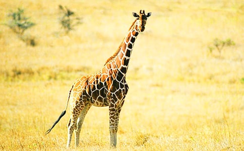 С�������̰�������¹�����ѡ����ȡ�