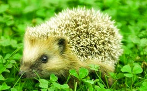 С����̷����˼