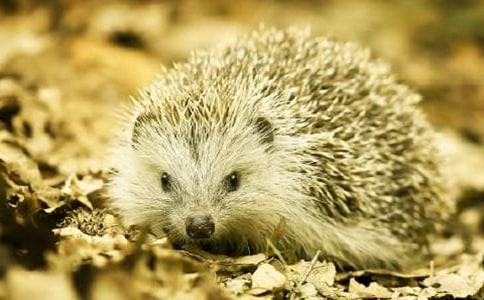 《小刺猬》教案