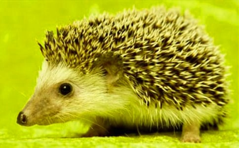 С��⬱������̰�