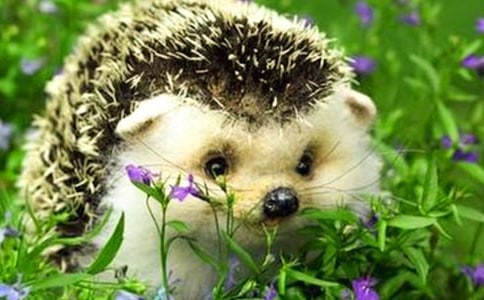 С��С��⬱����ӽ����̰�