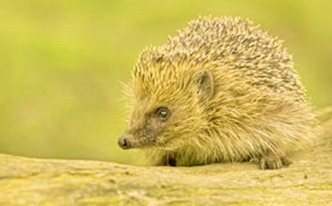 小刺猬背果子教案