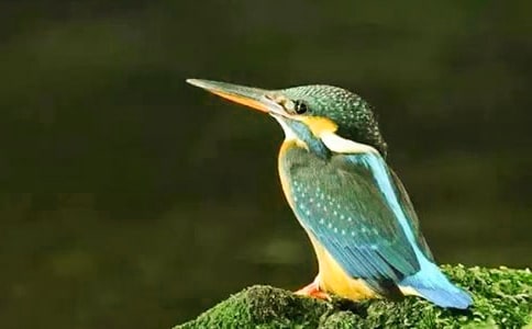 �����񡷹����ν̰�