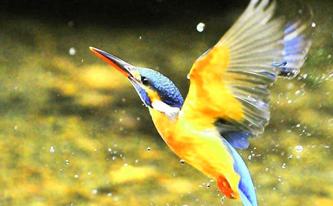 Сѧ���꼶���Ľ̰�������