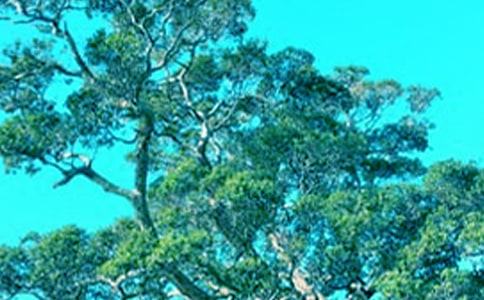 С�ܻ��������˼