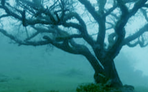 ���������̰�