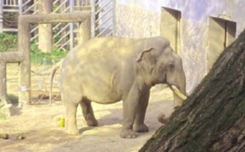 �����С���ӻ��˼2ƪ