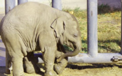 《大象和蚊子》教案