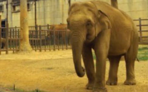 大象和蚊子活动反思