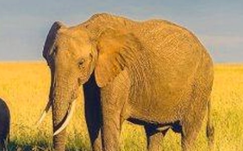 �����С�ý̰�