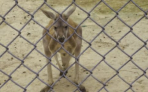 ���������衷С��̰�