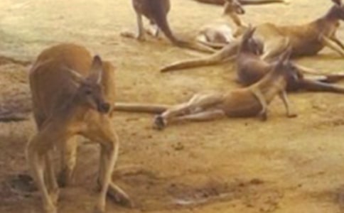 ����������˼