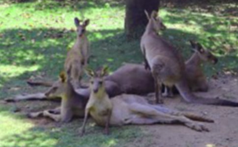 中班体育教案:小袋鼠