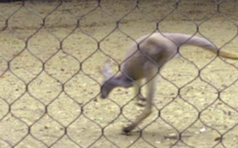 С�����̰�