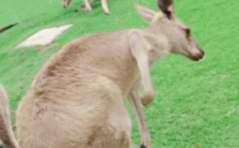 袋鼠跳活动反思