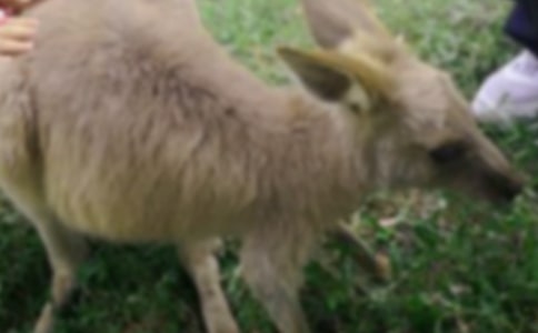 �����󡷽̰�