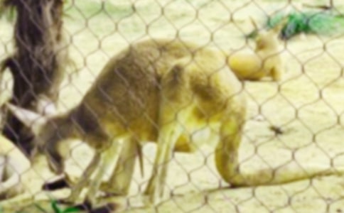 ������̰�