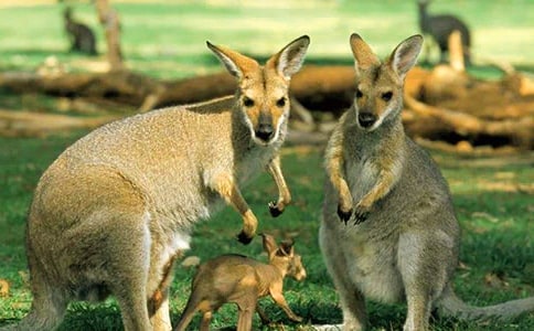 ��ཡ���̰���������������