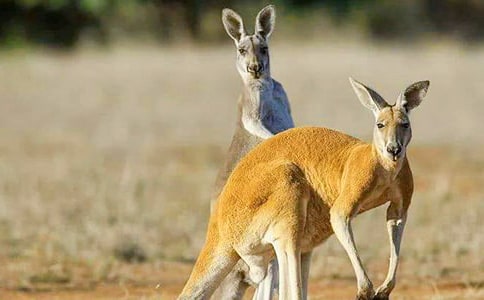 �׶�С�������Խ̰�