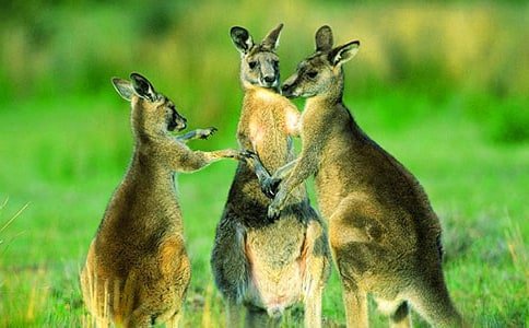 С�����Խ̰���С����