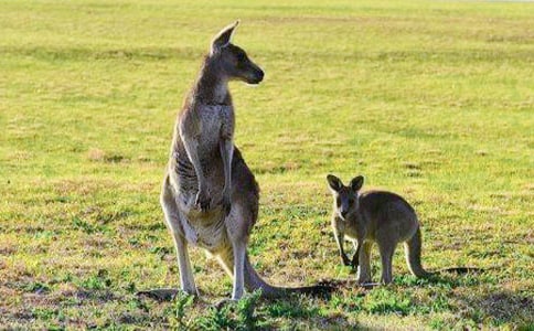 �а����̰�