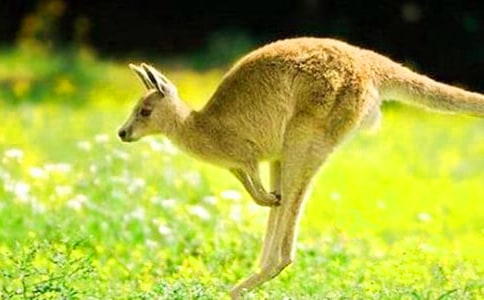 《袋鼠妈妈》教案15篇