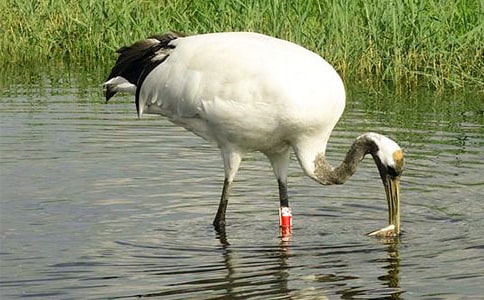 《美丽的丹顶鹤》教案